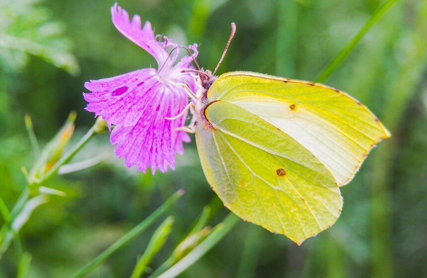 Аномальное лето в Москве: каким оно запомнилось 11 фото