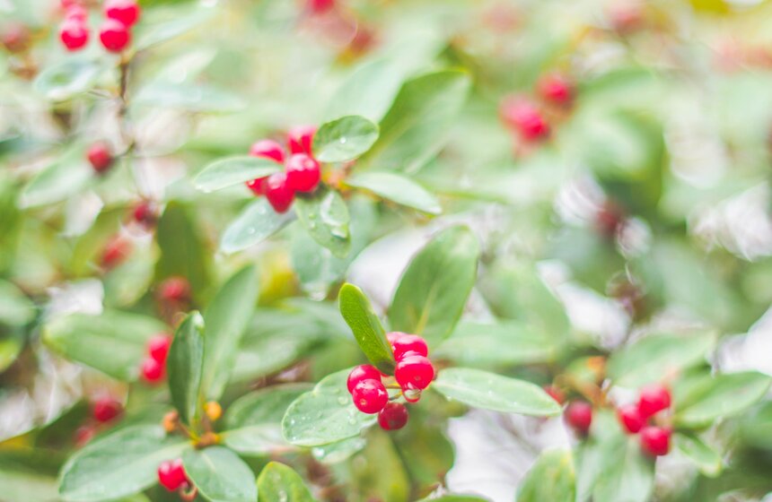 Аномальное лето в Москве: каким оно запомнилось 3 фото