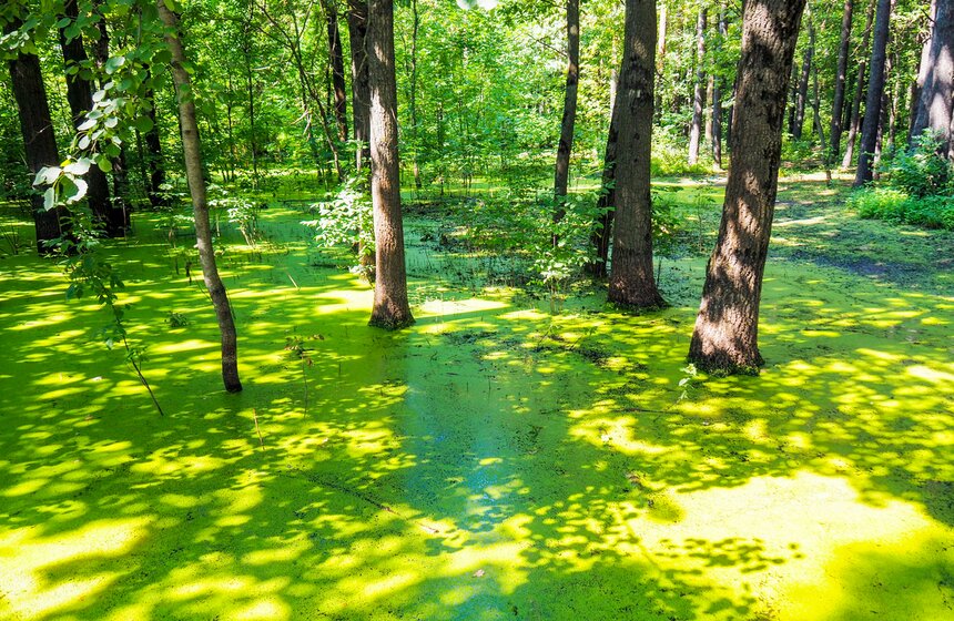 Аномальное лето в Москве: каким оно запомнилось 19 фото