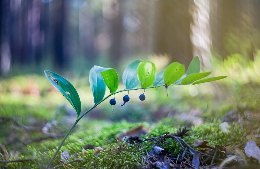 Аномальное лето в Москве: каким оно запомнилось 21 фото