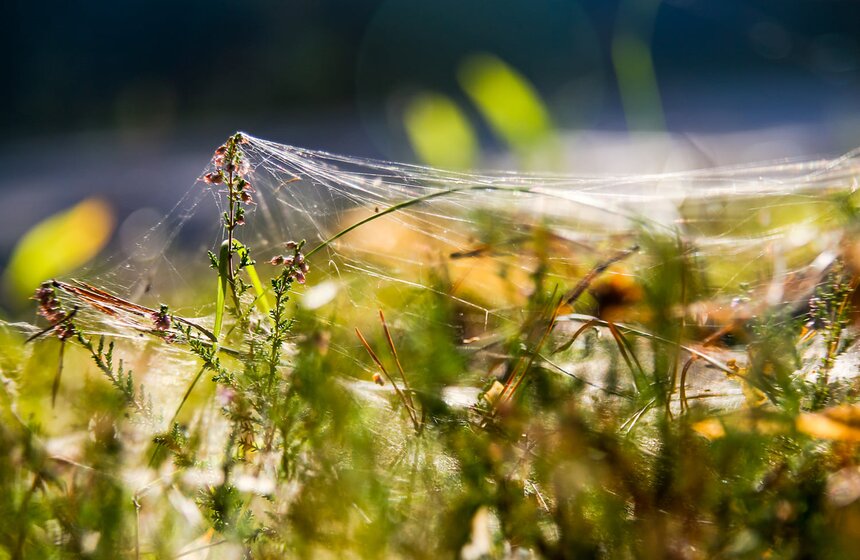 Аномальное лето в Москве: каким оно запомнилось 29 фото