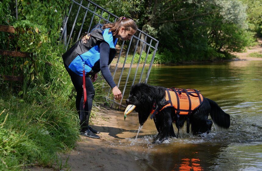 Какую помощь оказывают собаки-водолазы при обеспечении безопасности на водных объектах 5 фото