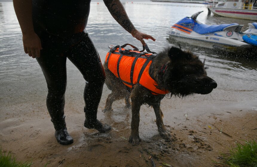 Какую помощь оказывают собаки-водолазы при обеспечении безопасности на водных объектах 2 фото
