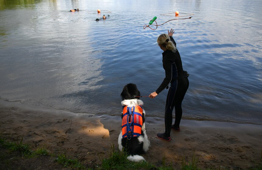 Какую помощь оказывают собаки-водолазы при обеспечении безопасности на водных объектах 3 фото