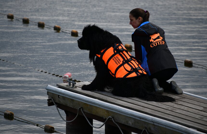 Какую помощь оказывают собаки-водолазы при обеспечении безопасности на водных объектах 12 фото