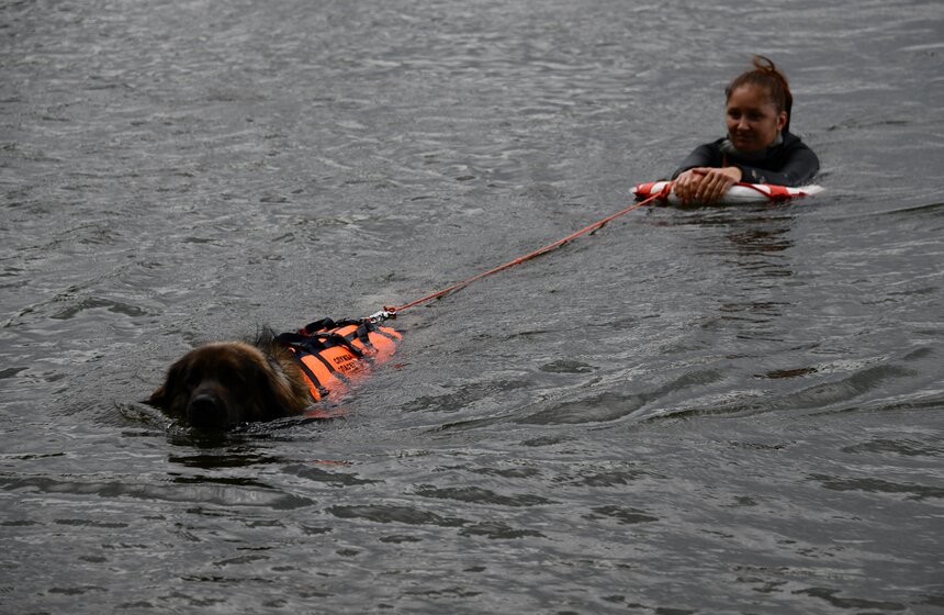 Какую помощь оказывают собаки-водолазы при обеспечении безопасности на водных объектах 7 фото