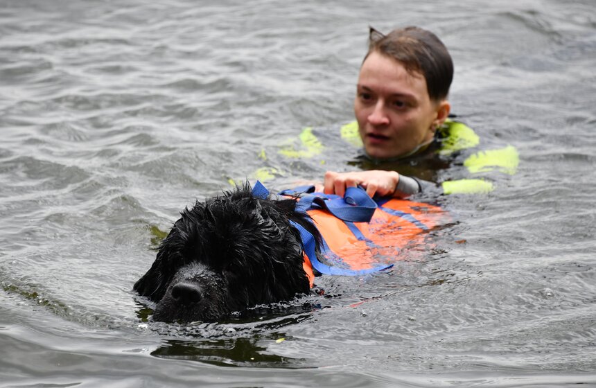 Какую помощь оказывают собаки-водолазы при обеспечении безопасности на водных объектах 10 фото