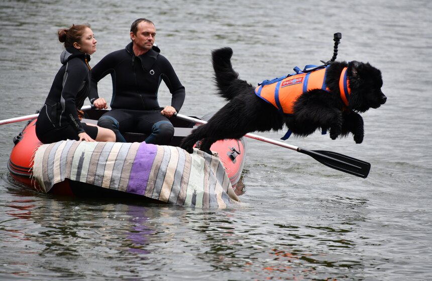 Какую помощь оказывают собаки-водолазы при обеспечении безопасности на водных объектах 8 фото