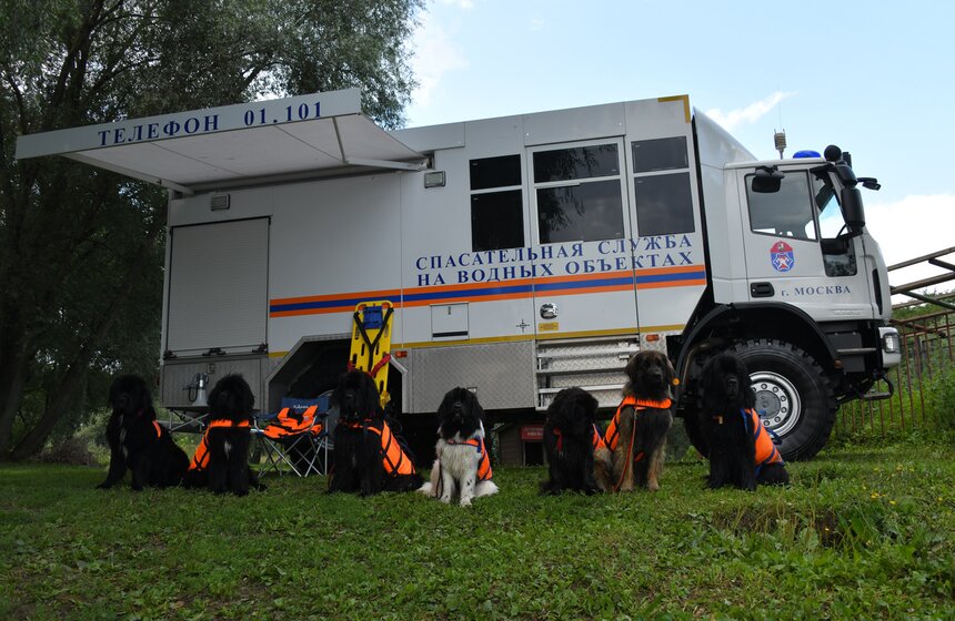 Какую помощь оказывают собаки-водолазы при обеспечении безопасности на водных объектах 13 фото