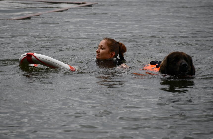 Какую помощь оказывают собаки-водолазы при обеспечении безопасности на водных объектах 6 фото