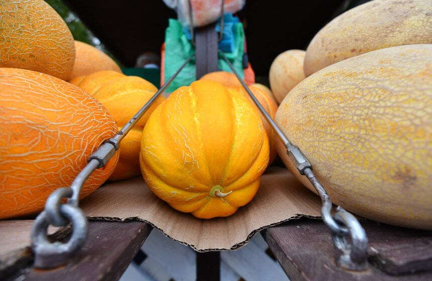 В Москве заработали 250 бахчевых развалов 7 фото