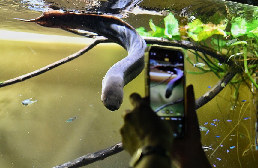 "Москвариум" на ВДНХ подготовил программу в честь своего 6-летия 7 фото