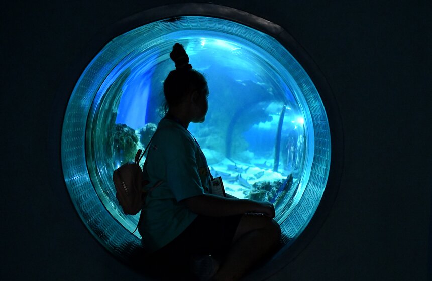 "Москвариум" на ВДНХ подготовил программу в честь своего 6-летия 2 фото