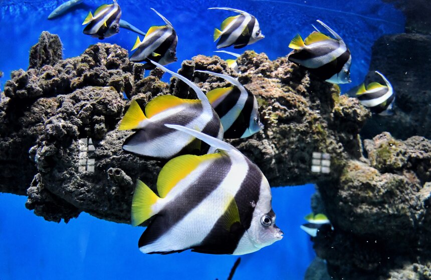 "Москвариум" на ВДНХ подготовил программу в честь своего 6-летия 21 фото