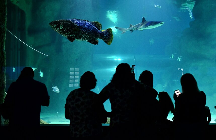 "Москвариум" на ВДНХ подготовил программу в честь своего 6-летия 1 фото