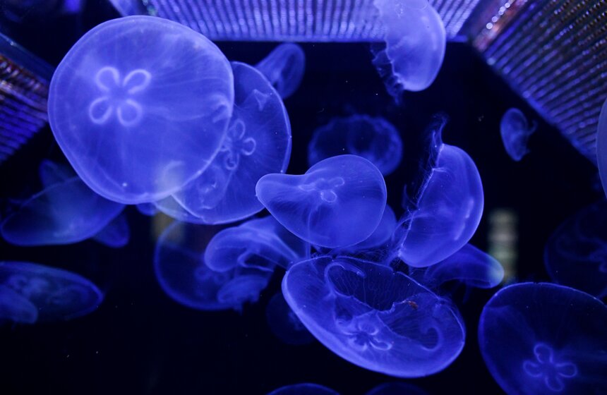 "Москвариум" на ВДНХ подготовил программу в честь своего 6-летия 16 фото