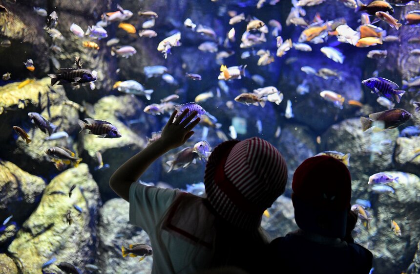 "Москвариум" на ВДНХ подготовил программу в честь своего 6-летия 8 фото