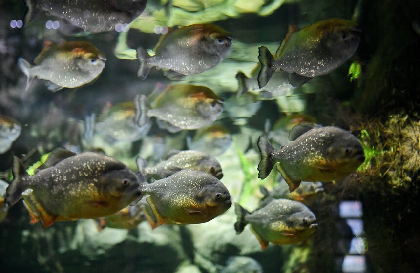 "Москвариум" на ВДНХ подготовил программу в честь своего 6-летия 9 фото