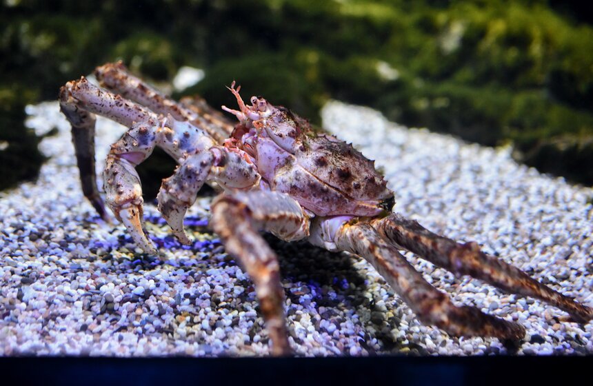 "Москвариум" на ВДНХ подготовил программу в честь своего 6-летия 6 фото