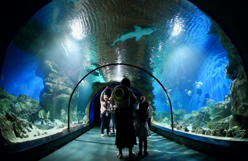 "Москвариум" на ВДНХ подготовил программу в честь своего 6-летия 20 фото