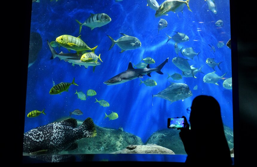 "Москвариум" на ВДНХ подготовил программу в честь своего 6-летия 3 фото