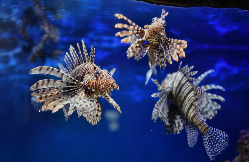 "Москвариум" на ВДНХ подготовил программу в честь своего 6-летия 18 фото