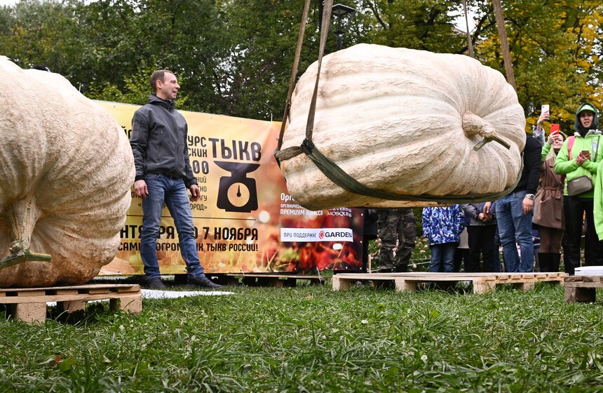 Самую большую тыкву представят на выставке в "Аптекарском огороде" 20 фото
