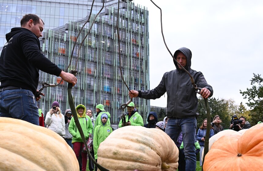 Самую большую тыкву представят на выставке в "Аптекарском огороде" 4 фото