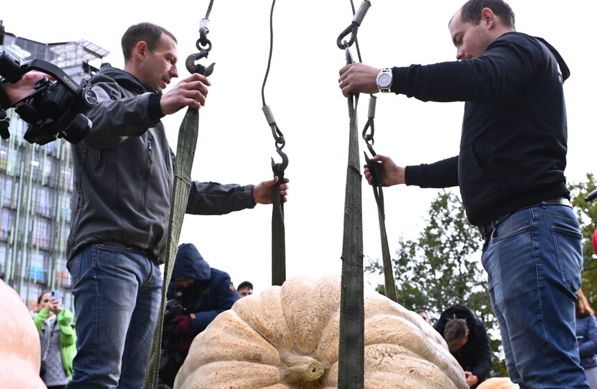Самую большую тыкву представят на выставке в "Аптекарском огороде" 11 фото