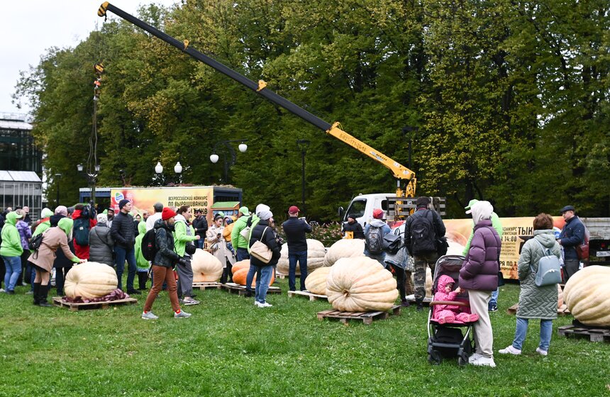 Самую большую тыкву представят на выставке в "Аптекарском огороде" 6 фото