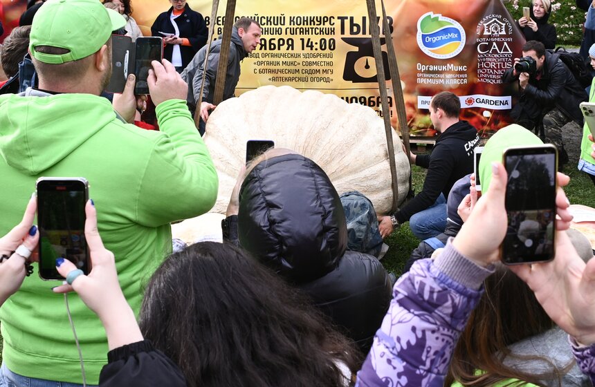 Самую большую тыкву представят на выставке в "Аптекарском огороде" 19 фото