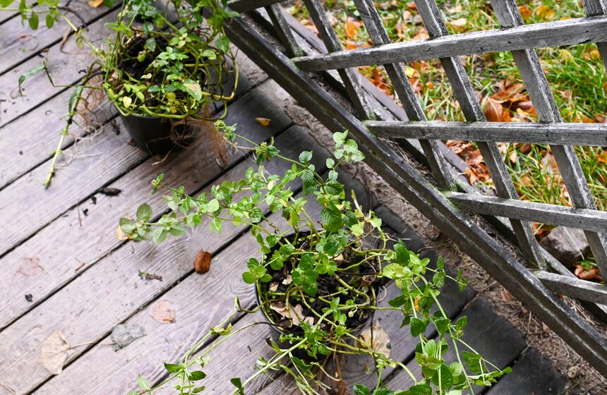 Уникальная система природной очистки воды появилась в "Аптекарском огороде" 14 фото