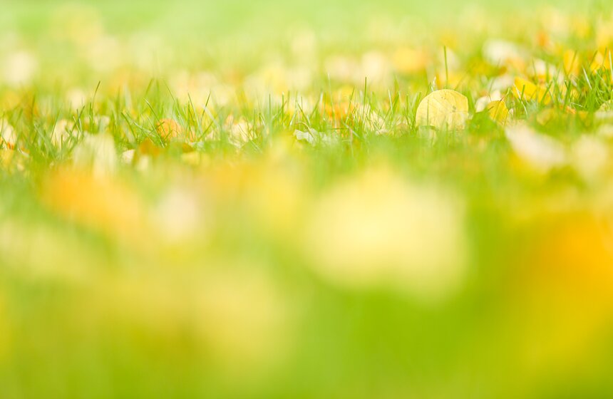 Золотая осень в Центральной России продлится до конца рабочей недели 14 фото