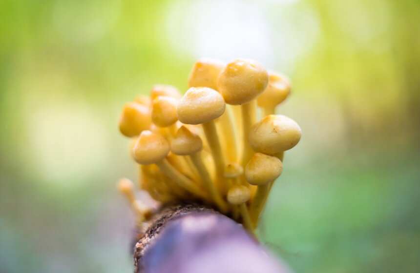 Золотая осень в Центральной России продлится до конца рабочей недели 6 фото