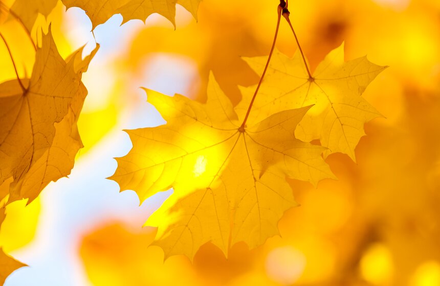 Золотая осень в Центральной России продлится до конца рабочей недели 28 фото