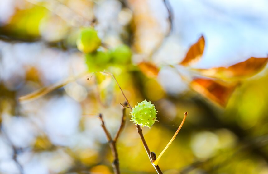 Золотая осень в Центральной России продлится до конца рабочей недели 22 фото