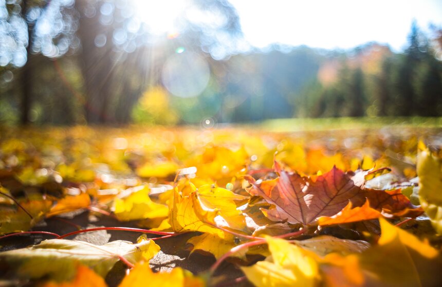 Золотая осень в Центральной России продлится до конца рабочей недели 26 фото