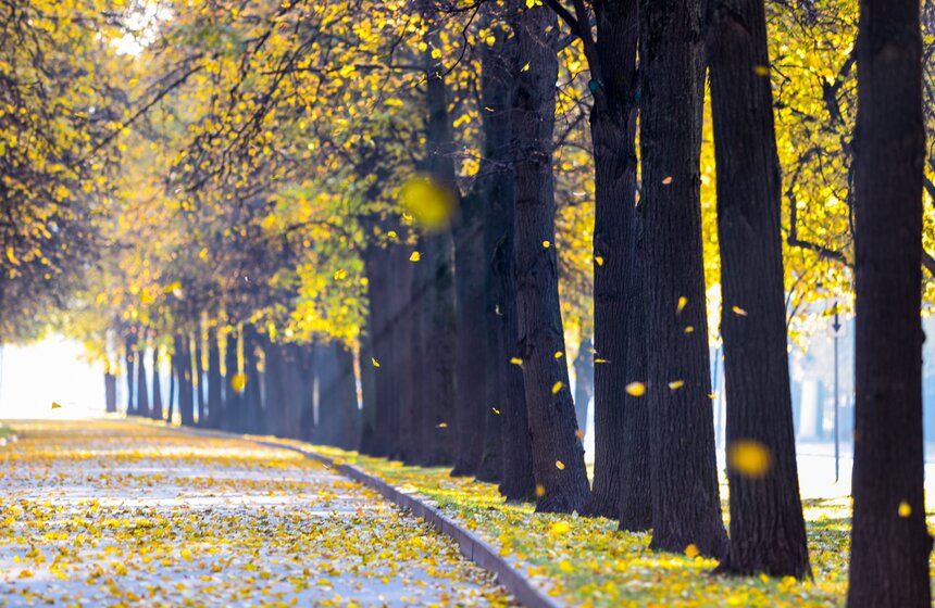 Золотая осень в Центральной России продлится до конца рабочей недели 16 фото