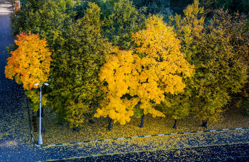 Золотая осень в Центральной России продлится до конца рабочей недели 12 фото