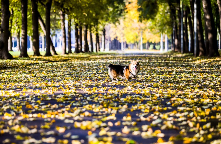 Золотая осень в Центральной России продлится до конца рабочей недели 20 фото