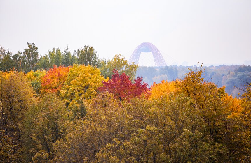 Золотая осень в Центральной России продлится до конца рабочей недели 10 фото