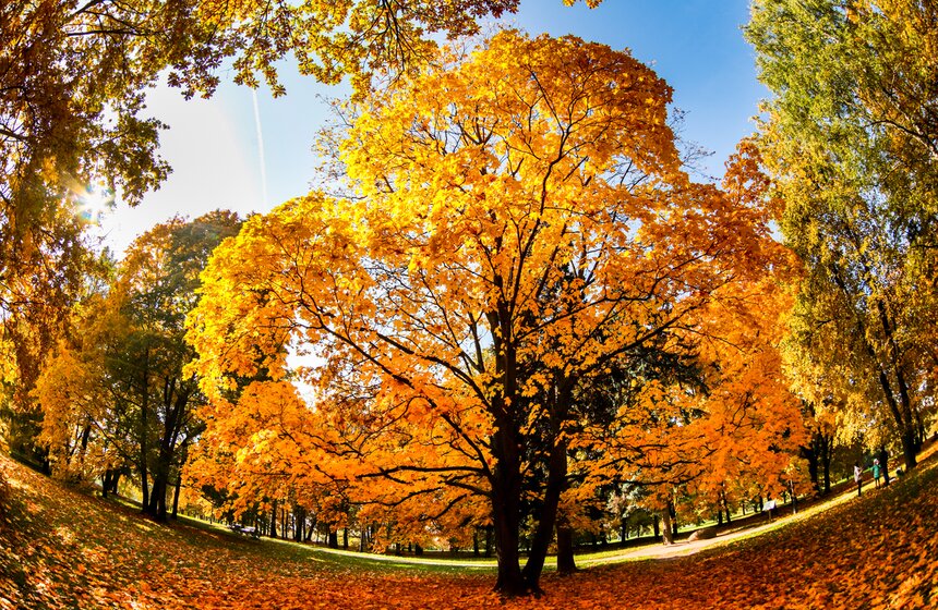 Золотая осень в Центральной России продлится до конца рабочей недели 34 фото