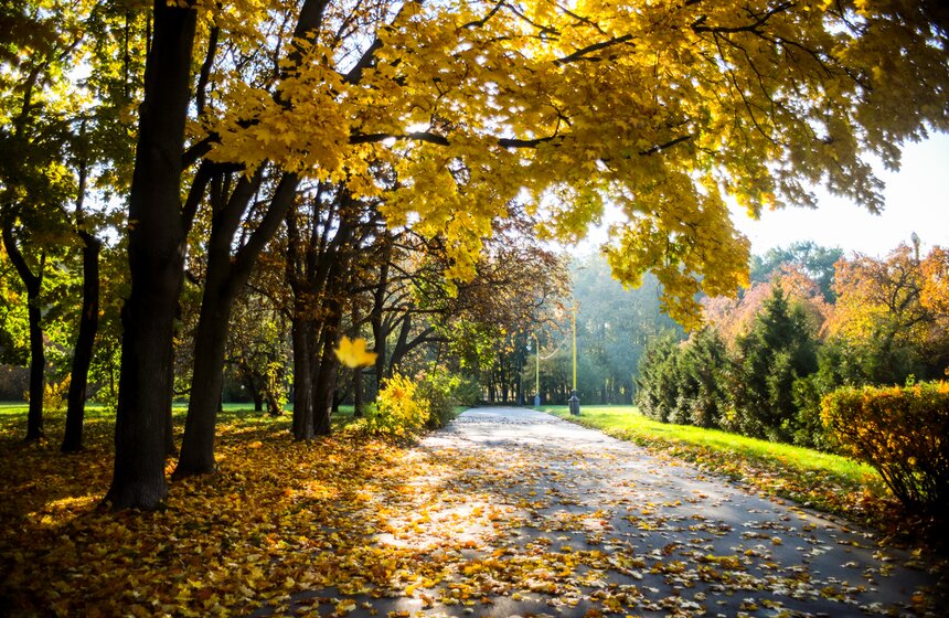 Золотая осень в Центральной России продлится до конца рабочей недели 24 фото