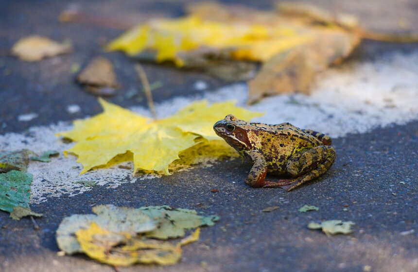 В столичных парках проходит волонтерская акция "ПаркАрт" 12 фото