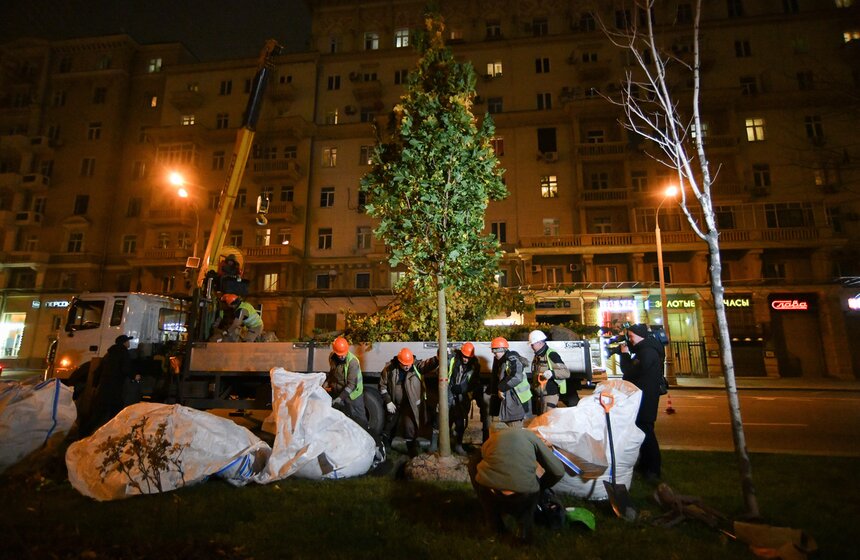 В столице начали высадку деревьев на улицах и вылетных магистралях 16 фото