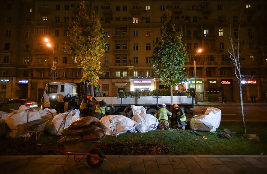 В столице начали высадку деревьев на улицах и вылетных магистралях 19 фото