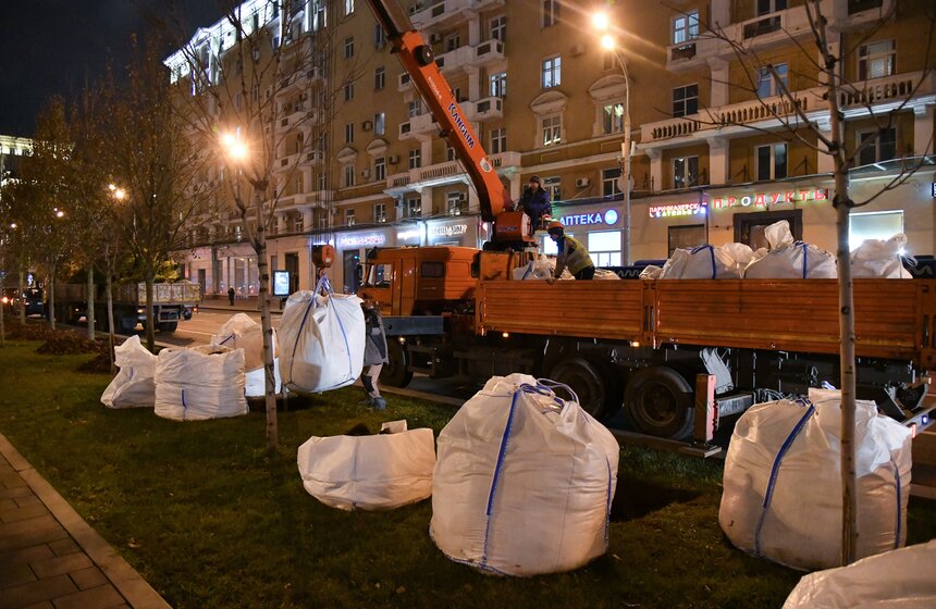 В столице начали высадку деревьев на улицах и вылетных магистралях 7 фото