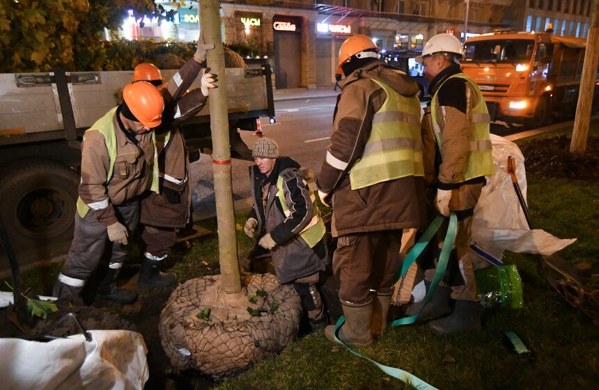 В столице начали высадку деревьев на улицах и вылетных магистралях 17 фото