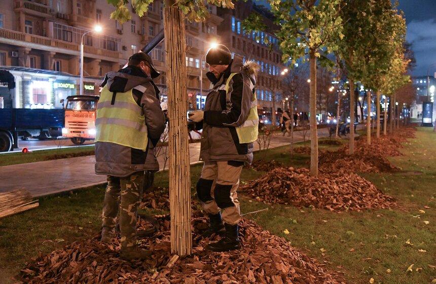 В столице начали высадку деревьев на улицах и вылетных магистралях 3 фото