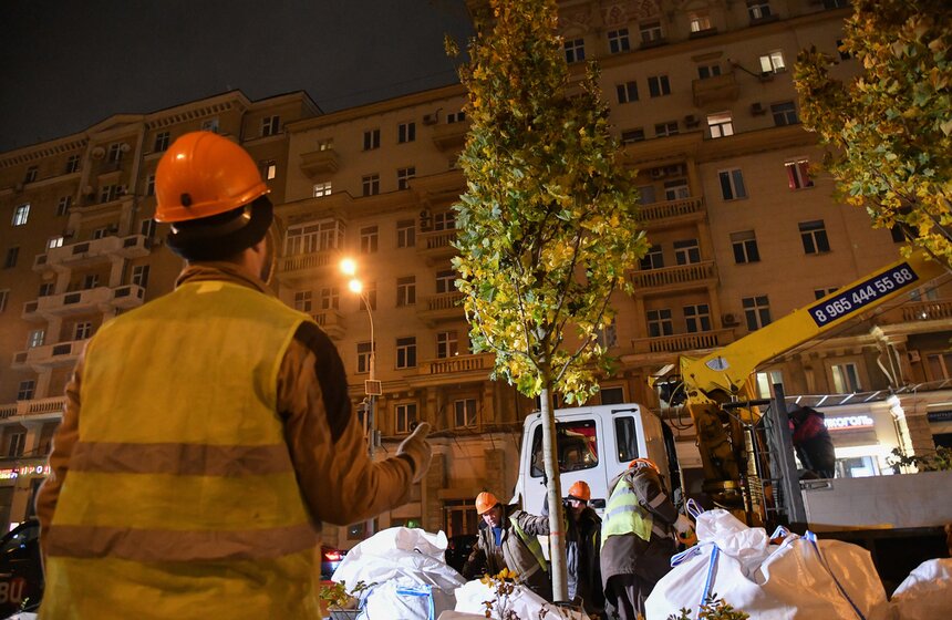 В столице начали высадку деревьев на улицах и вылетных магистралях 22 фото